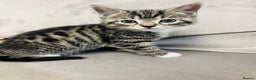 Domestic Shorthair cats for sale: The lovely 8 week kitten ready for rehome - Advert 8