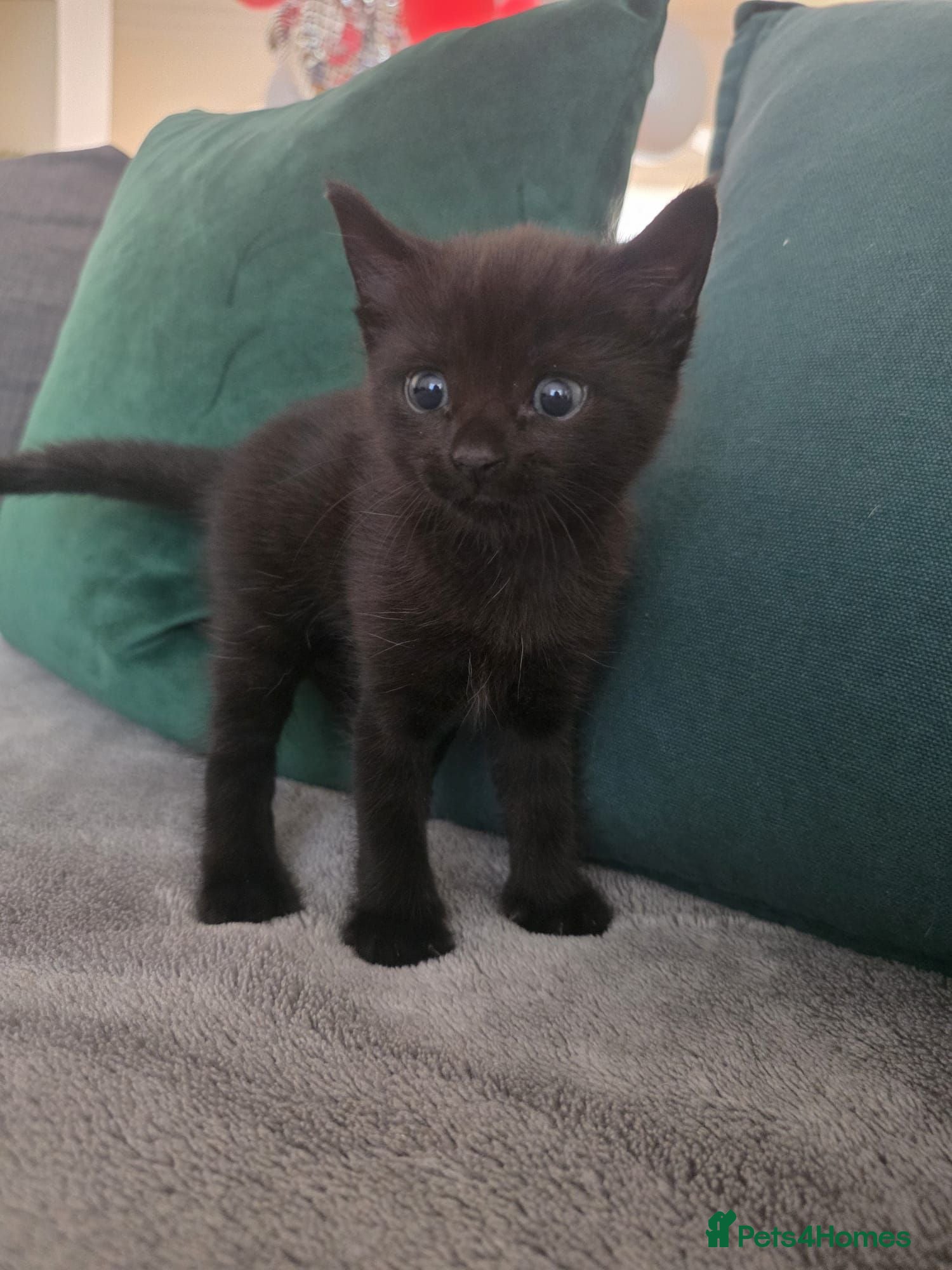 Mixed Breed cats Kitten - ready to leave 30/08 - Advert 1