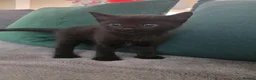 Mixed Breed cats for sale: Kitten - ready to leave 30/08 - Advert 1