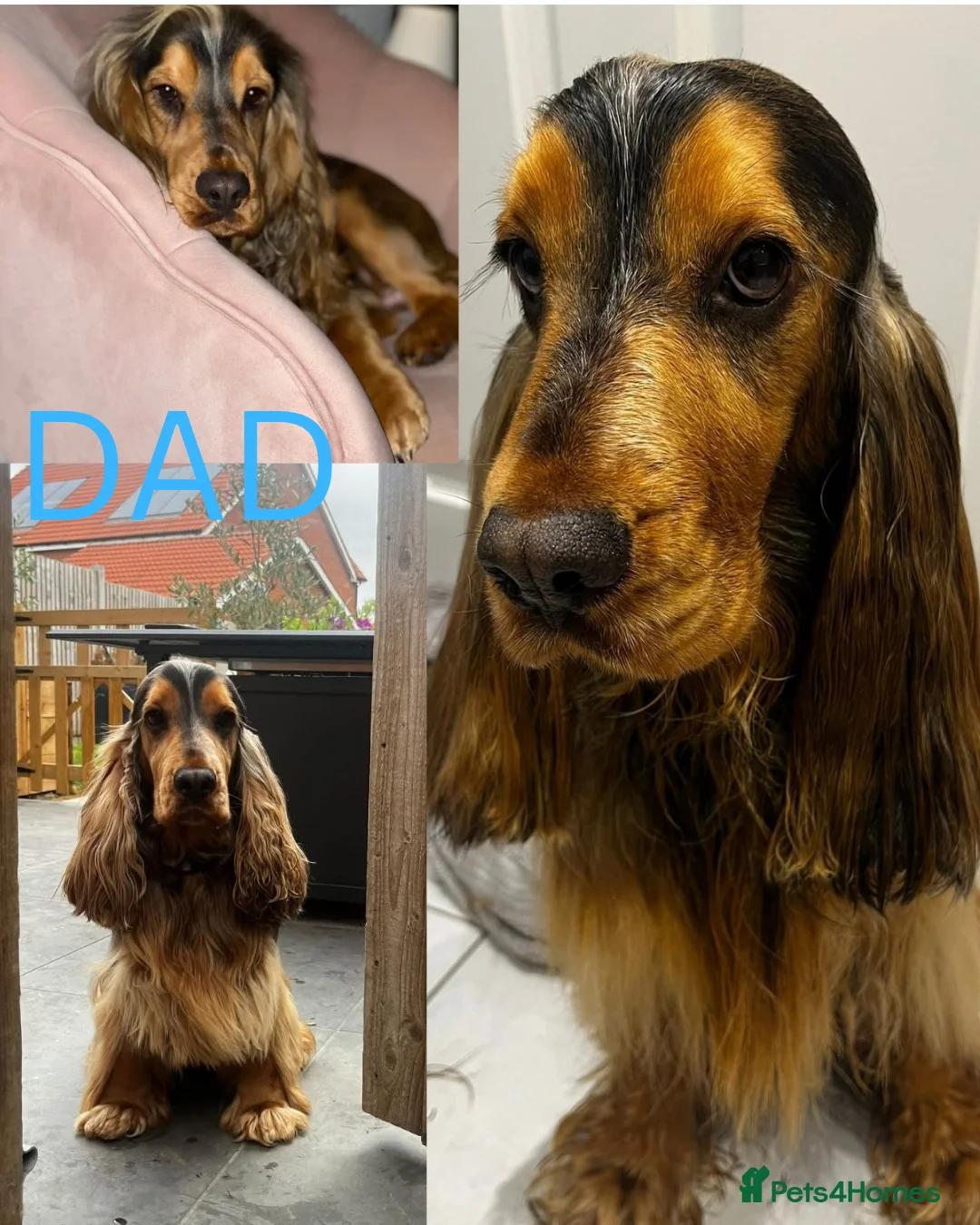 Cocker Spaniel dogs for sale: Show Cocker Spaniel - Advert 9