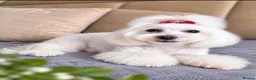 Maltipoo dogs for sale: Beautiful F1 Maltipoo Puppies  - Advert 7