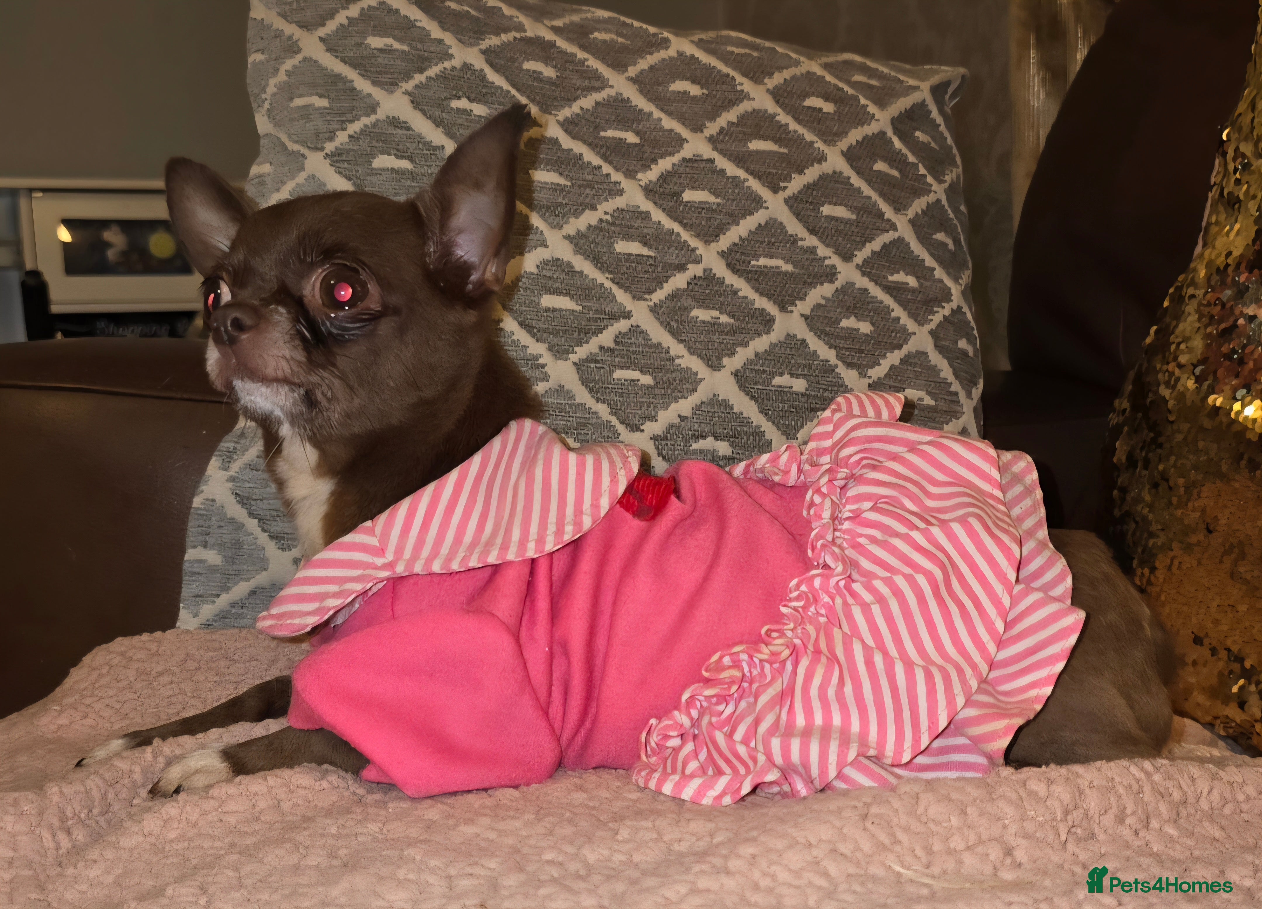 Chihuahua dogs Xx Chihuahua chocolate smoothcoat adult female Xx - Advert 1