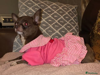 Chihuahua dogs Xx Chihuahua chocolate smoothcoat adult female Xx - Advert 15