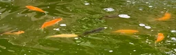 Pond Fish fish for sale: Pond Goldfish in Bedford - Advert 7