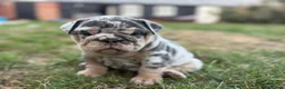 English Bulldog dogs for sale: Stunning KC reg English Bulldog puppies. in Newbury - Advert 22
