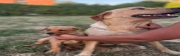 Labrador Retriever dogs for sale: READY TO GONOW 8beautiful labrador kchealthcheaked - Advert 4