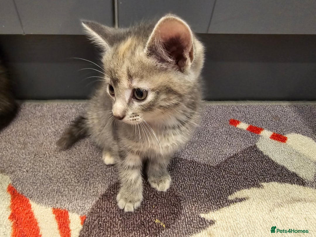 Mixed Breed cats for sale: 5 beautiful kittens looking for their forever home - Image 23