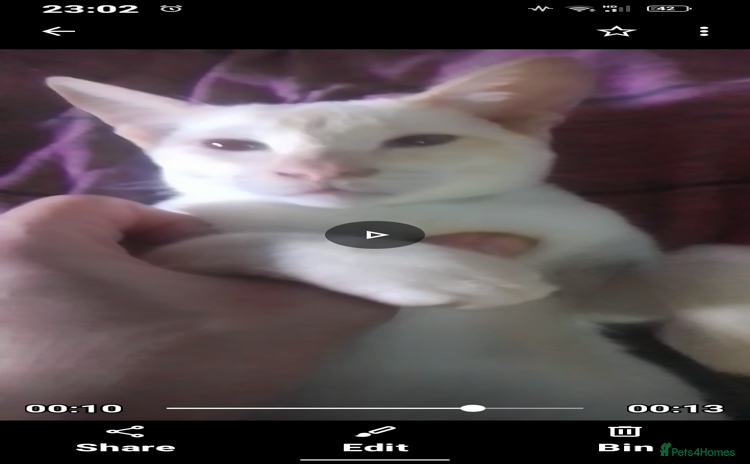 Siamese cats - Advert 2