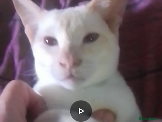 Siamese cats SIAMESE boy - Advert 10