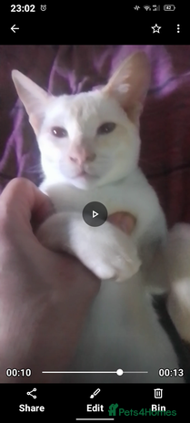 Siamese cats - Advert 2