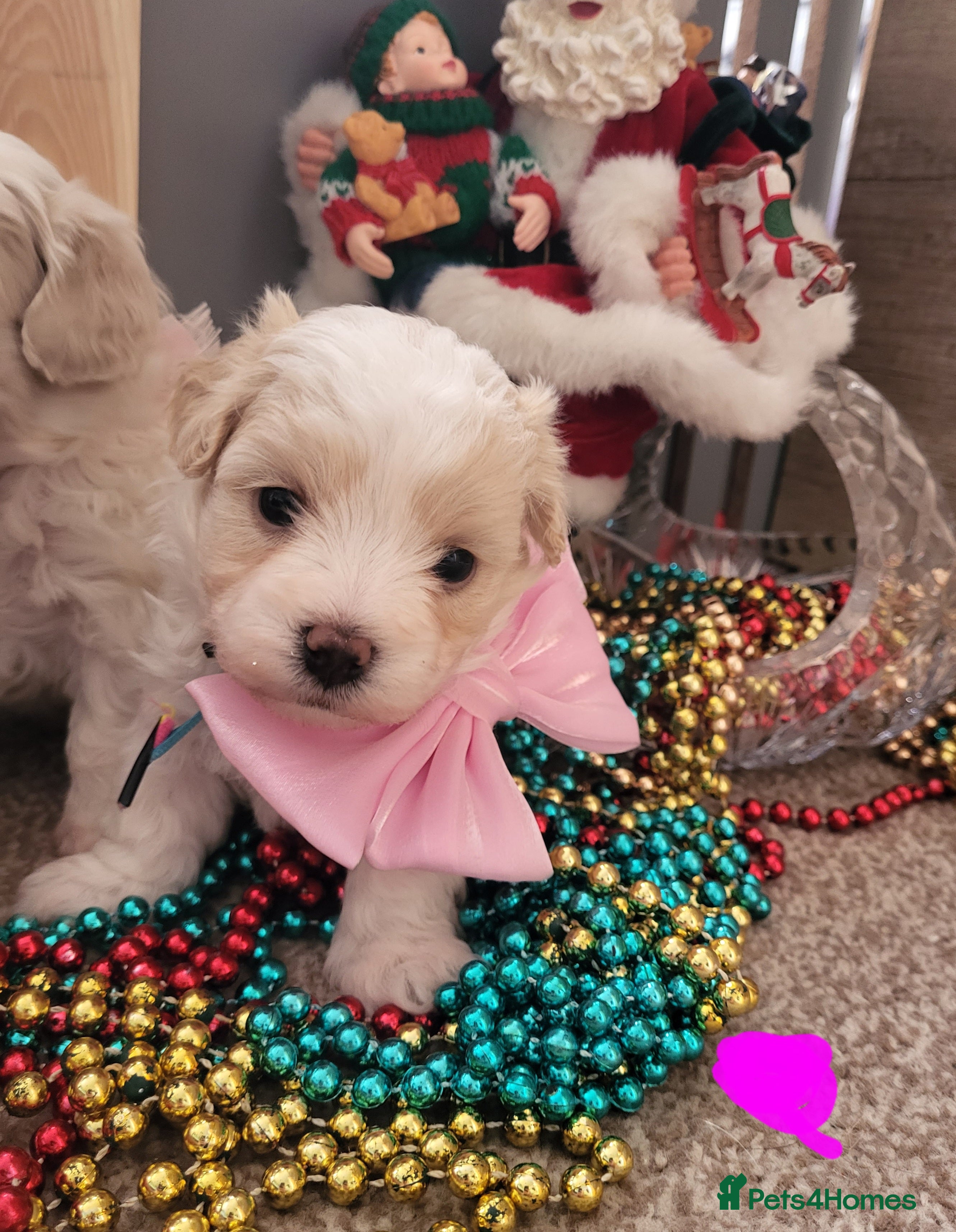 Maltipoo dogs Baby face maltipoo girl 💗💗💗 - Advert 16