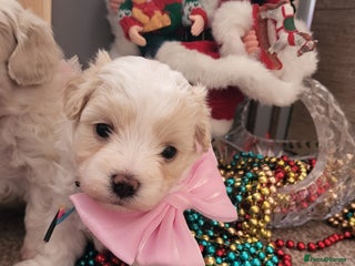 Maltipoo dogs Baby face maltipoo girl 💗💗💗 - Advert 16