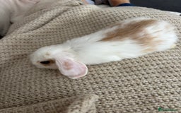 Dwarf Lop rabbits for sale: Baby bunnies - Image 5