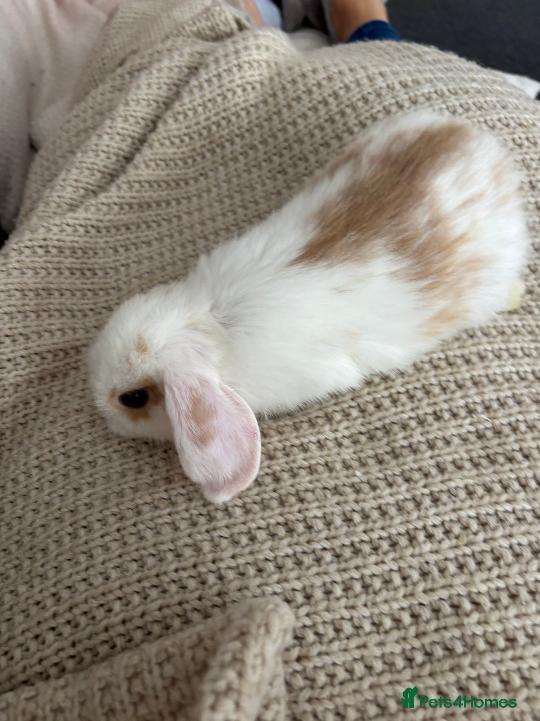 Dwarf Lop rabbits for sale: Baby bunnies - Image 5