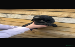 Cockapoo dogs for sale: COCKAPOO PUPPIES  - Advert 14