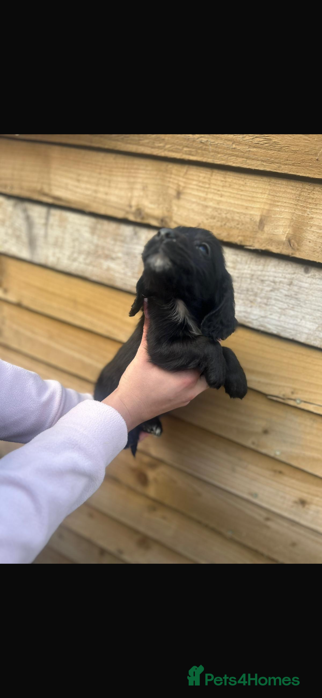 Cockapoo dogs for sale: COCKAPOO PUPPIES  - Advert 14