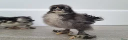 Chickens poultry for sale: 5 Pekin Bantam Chicks  - Advert 6