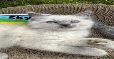Ragdoll cats - Advert 15