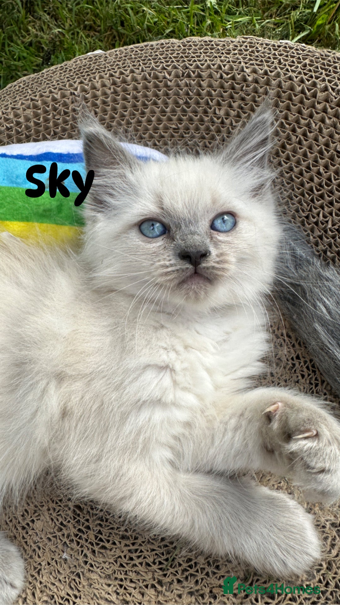 Ragdoll cats for sale: Pure breed ragdolls . Ready to leave SOON  - Image 7