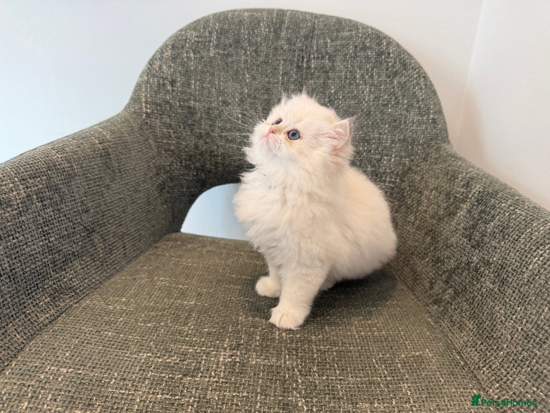 British Longhair cats for sale: Colour point British longhair boy - Advert 7