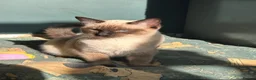 Siamese cats for sale: Stormy - Advert 5