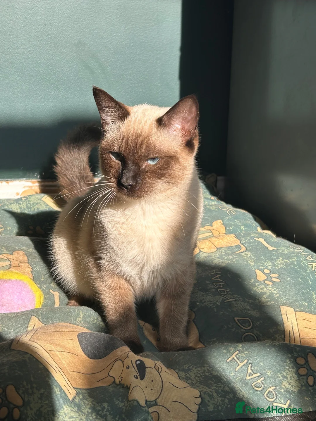 Siamese cats for sale: Stormy - Advert 5