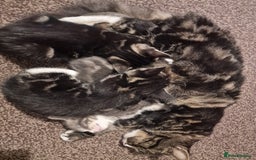 Mixed Breed cats for sale: Kittens ready to find homes - Image 1