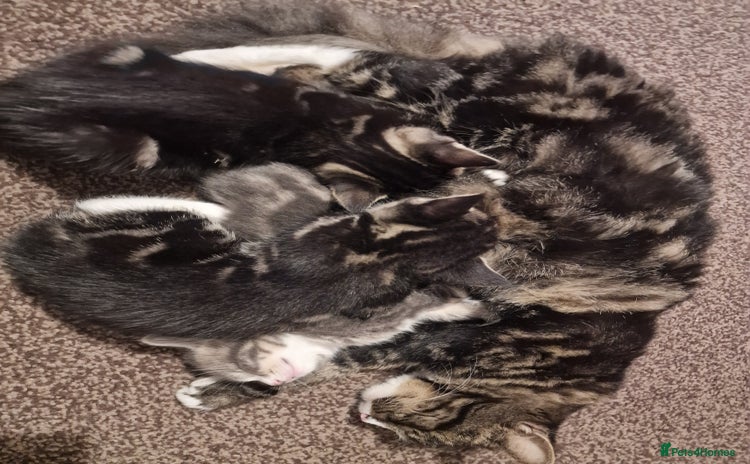 Mixed Breed cats - Advert 1