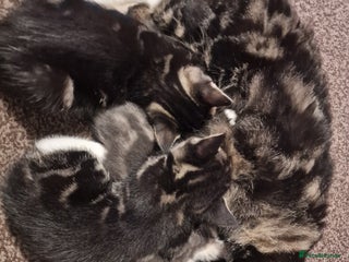 Mixed Breed cats - Advert 2