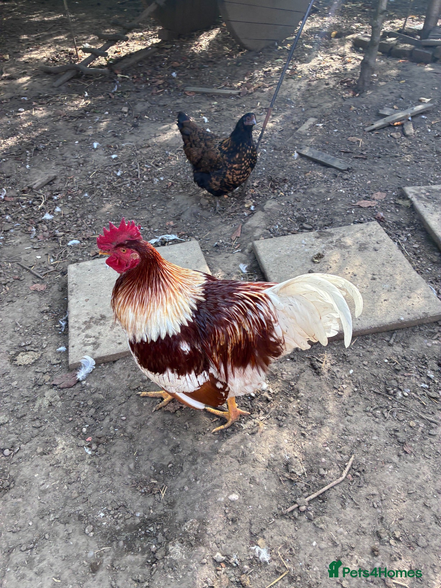 Chickens poultry Rhode Island Red/ Leghorn cockerel  - Advert 2