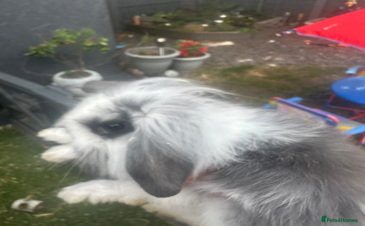 Mini Lion Lop rabbits - Advert 6