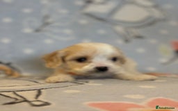 Cavapoo dogs for sale: Beautiful cavapoo pups from family home  - Advert 12