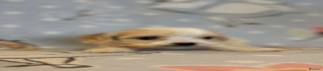 Cavapoo Puppy 2 orange collar boy 