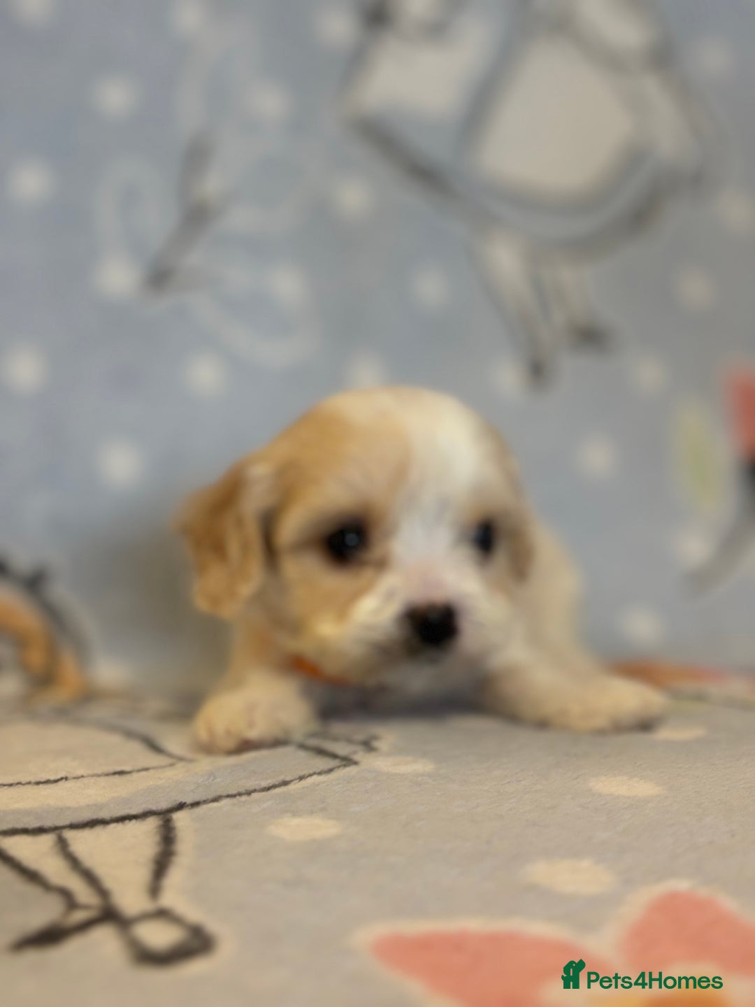Cavapoo dogs for sale: Beautiful cavapoo pups from family home  - Advert 12