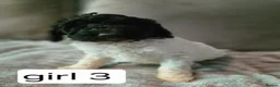 Standard Poodle dogs for sale: Stunning kc registered standard poodle puppies  - Advert 10