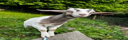 Goats livestock for sale: Wether male Goat 9 months - Advert 4