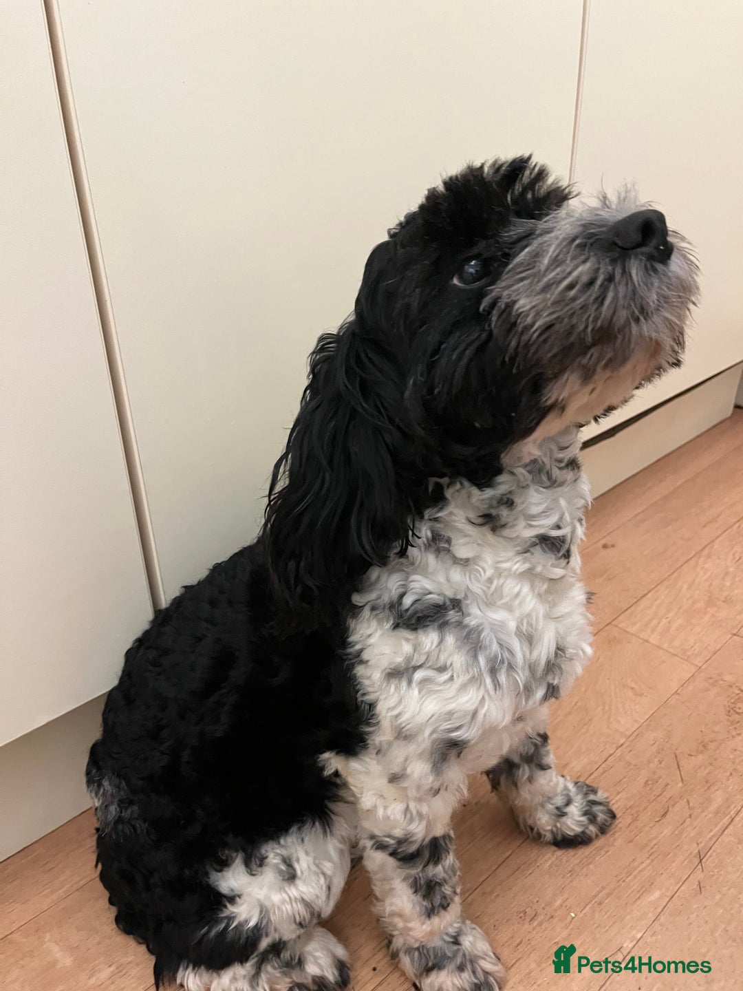 Cockapoo dogs for sale: 2year old cockerpoo boy - Advert 1