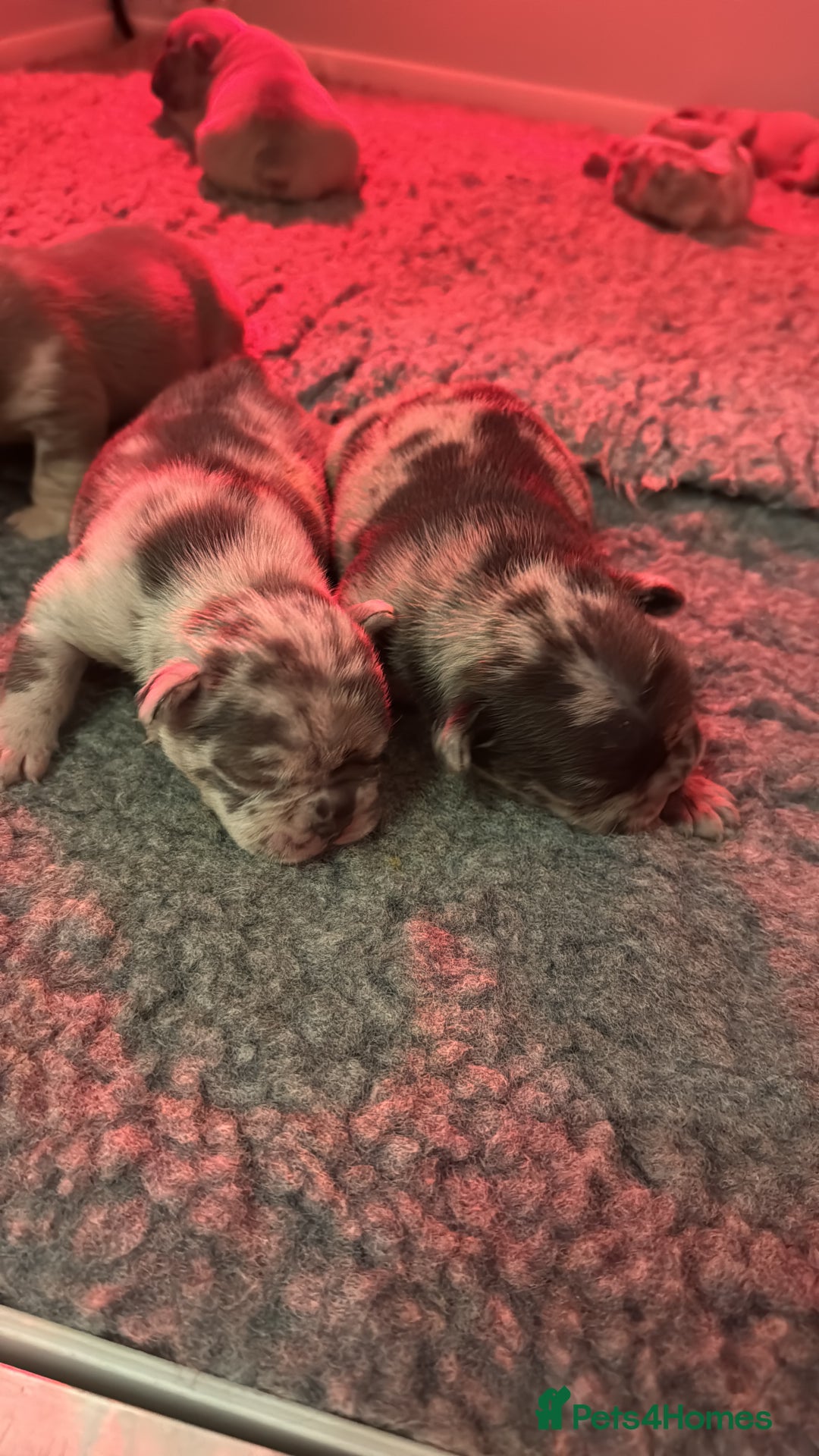 French Bulldog dogs for sale: French Bulldog Puppies  - Advert 2
