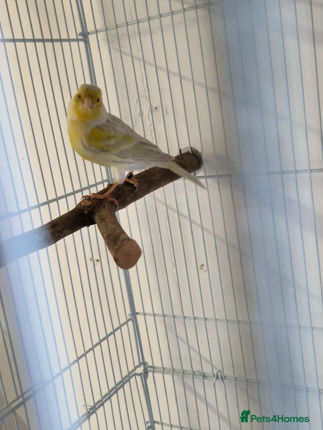 Canaries birds for sale: Fife + Opal Agage + Lizard Canaries - Advert 11