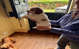 Cocker Spaniel dogs for sale: Kennel Club registered working Cocker Spaniels - Image 13