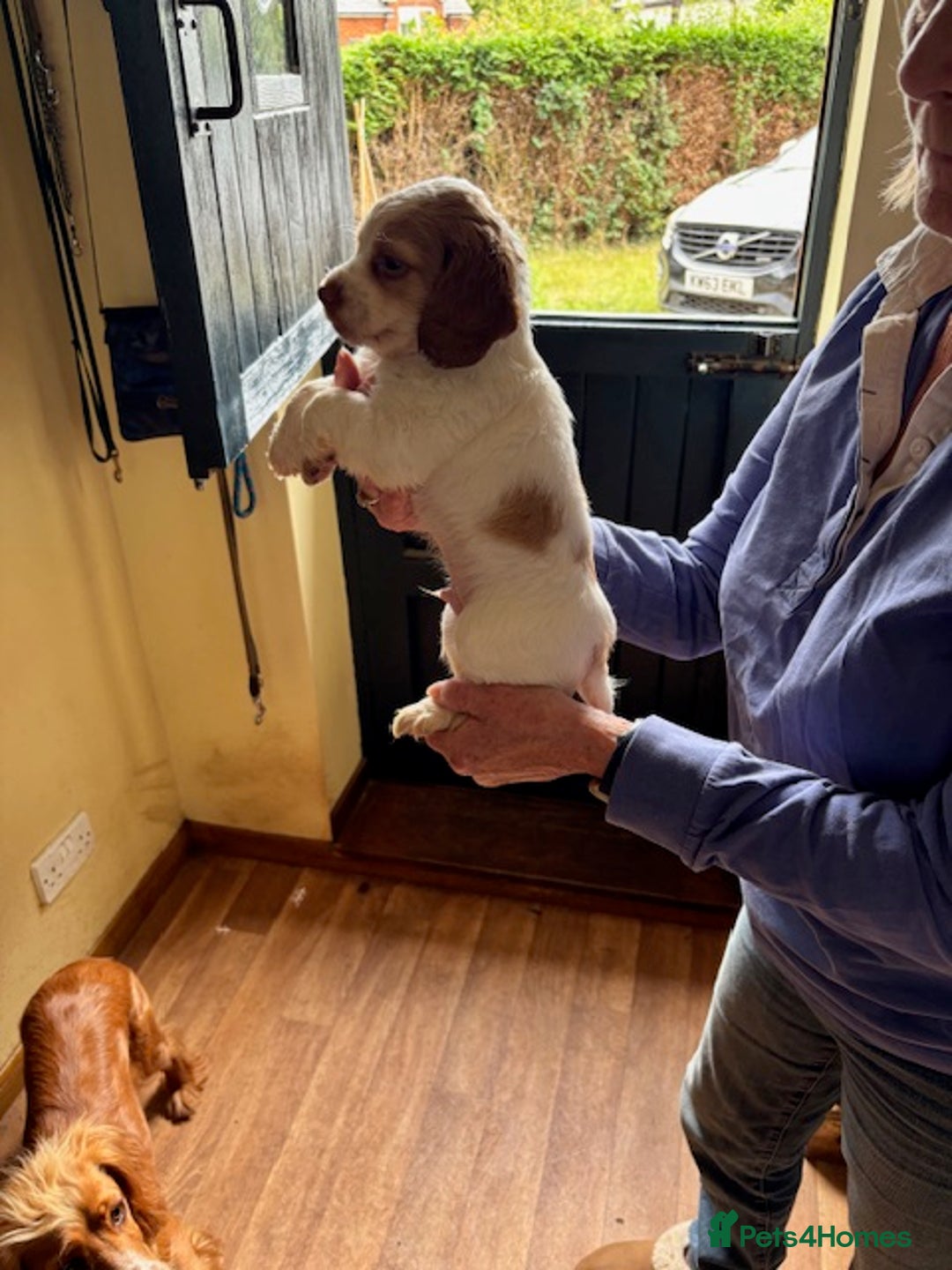 Cocker Spaniel dogs for sale: Kennel Club registered working Cocker Spaniels - Image 13