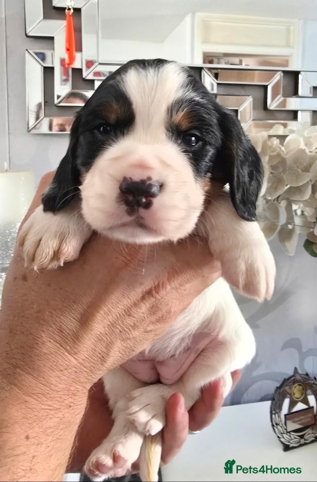 Cocker Spaniel dogs Pedigree Working cocker spaniel puppies for sale - Advert 2