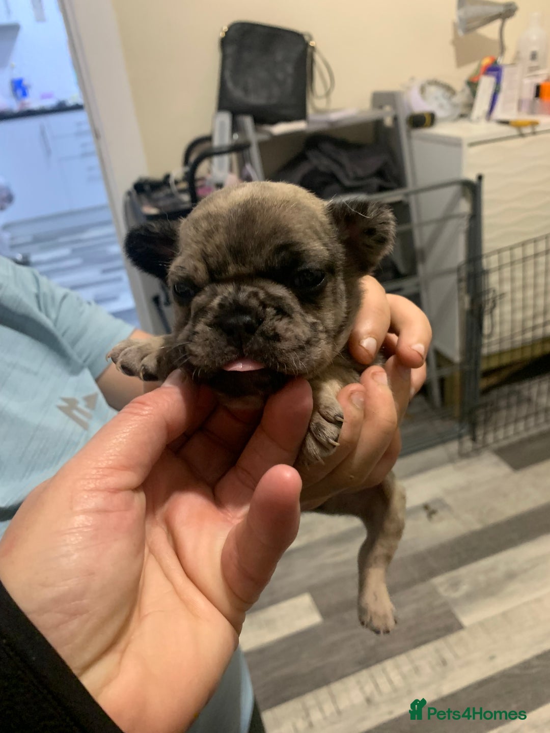 French Bulldog dogs for sale: French bulldogs  - Advert 3