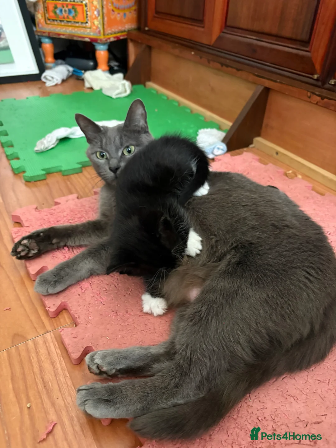 Mixed Breed cats for sale: Super cute kittens - Advert 1