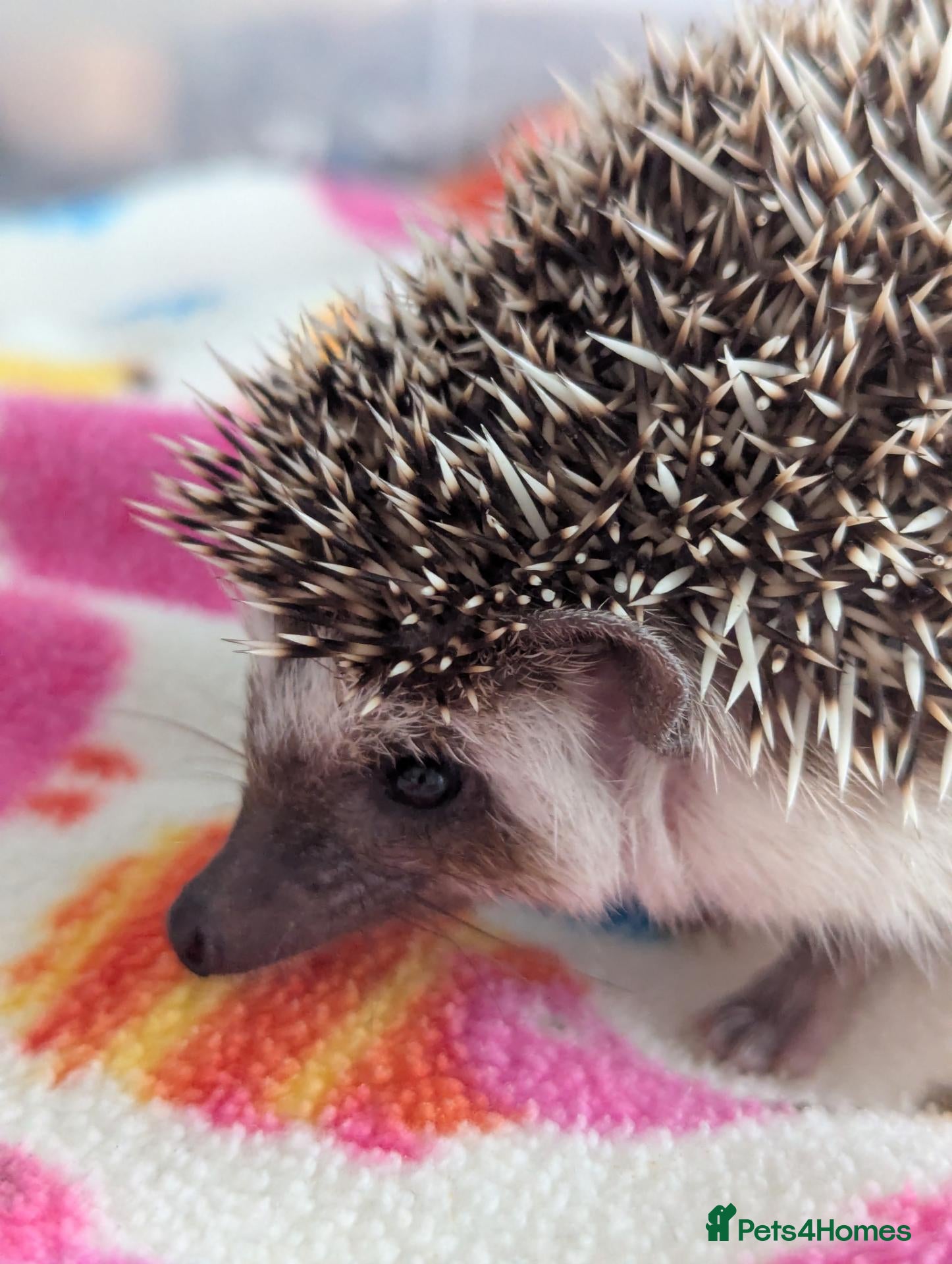 Pygmy Hedgehog rodents 10/13 Week Old Baby Hoglets REDUCED TO £165/220 - Advert 1