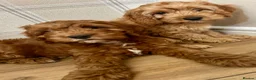 Cockapoo dogs for sale: Outstanding cockapoo puppies  in Bishop Auckland - Advert 7