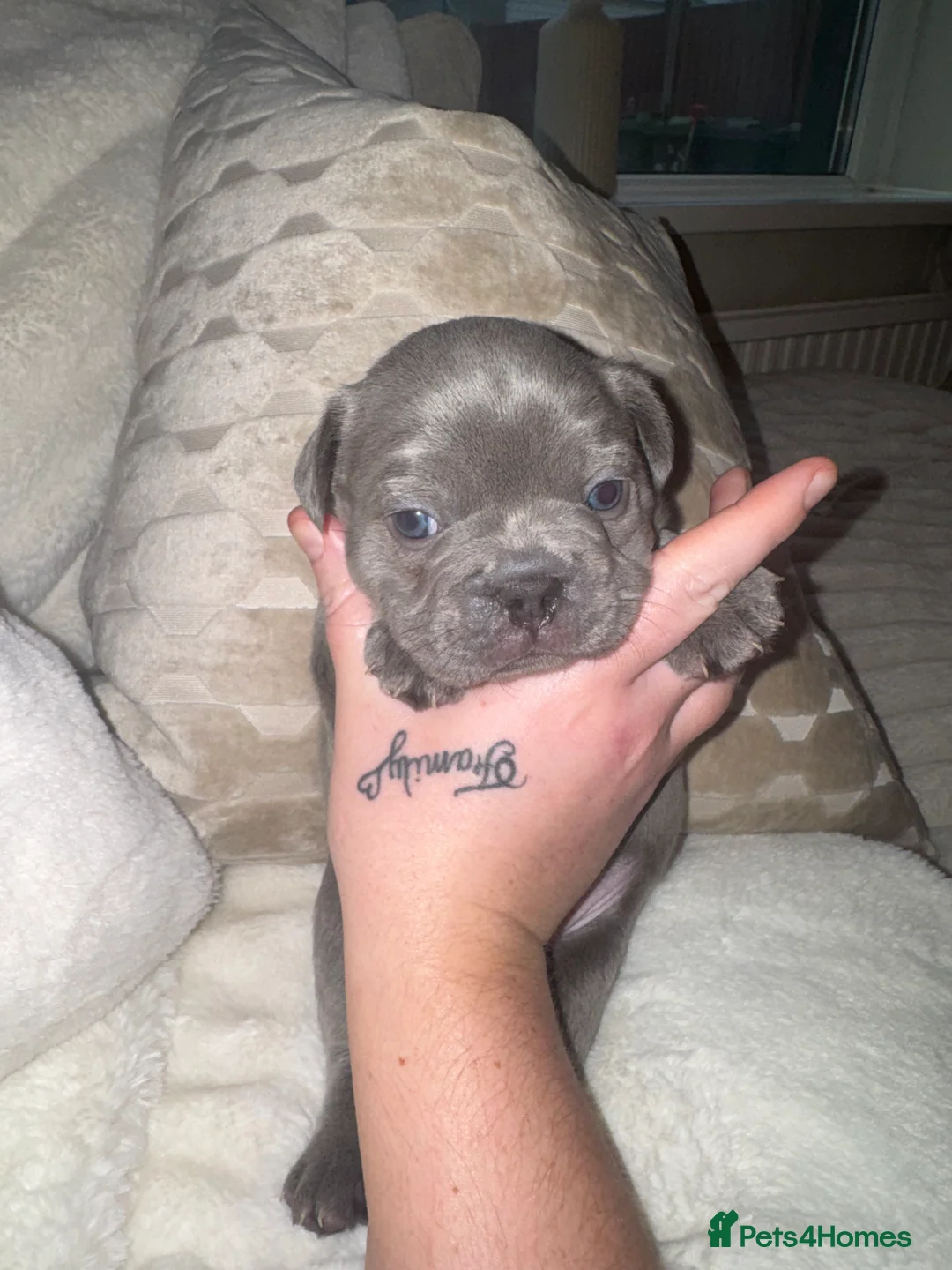 French Bulldog dogs for sale: 3 beautiful frenchie puppy’s - Advert 3