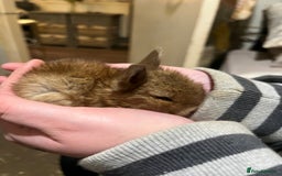 Netherland Dwarf rabbits for sale:  Netherland Dwarf / Minilop - Image 1