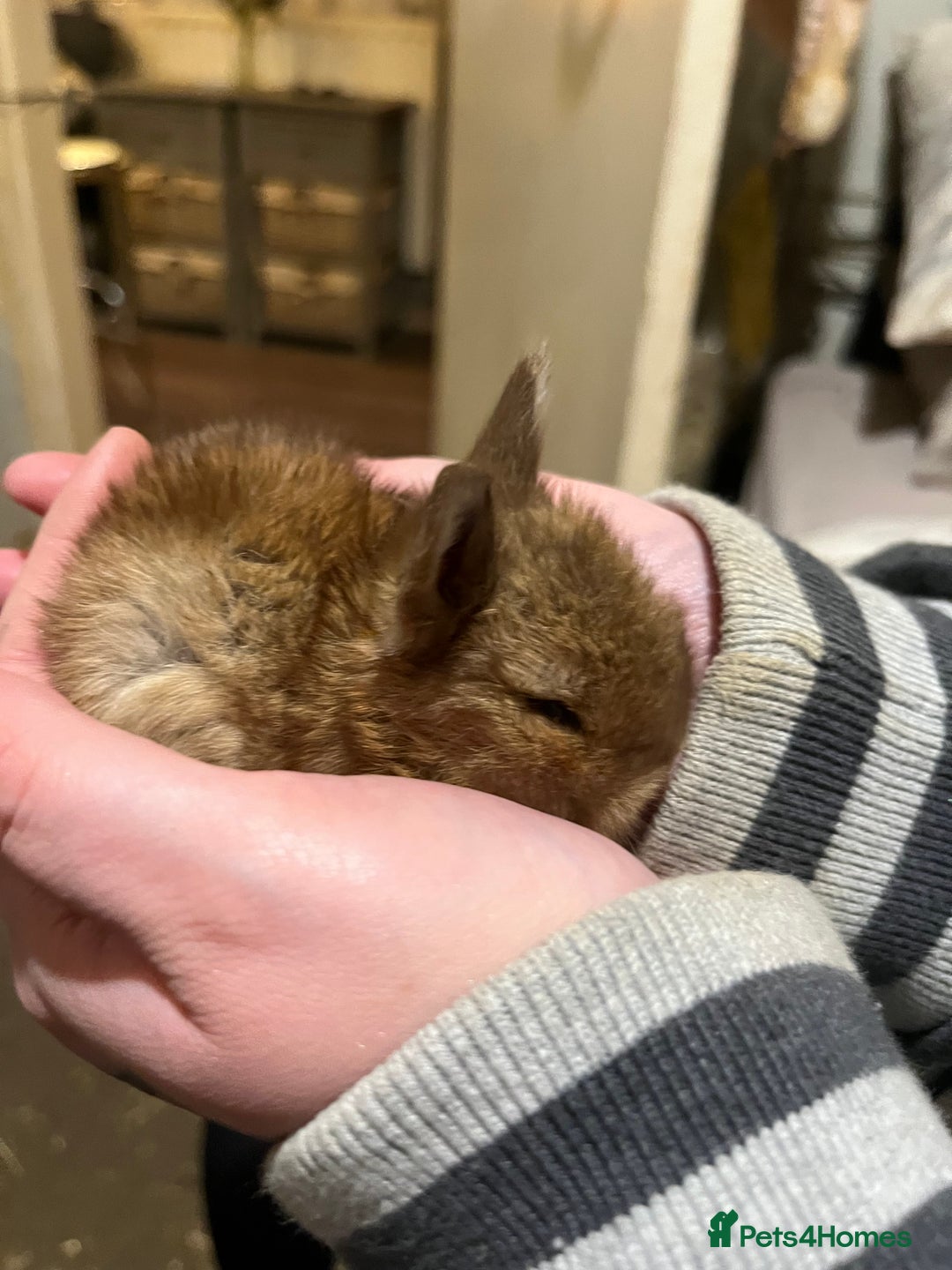 Netherland Dwarf rabbits for sale:  Netherland Dwarf / Minilop - Image 1