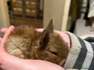 Netherland Dwarf rabbits - Advert 1